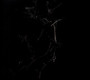 Illusory - Jarboe