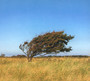 A Fleeting Glimpse - Bjorn Riis