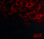 Blood - O.S.I.