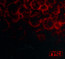 Blood - O.S.I.