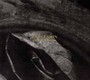 A Bitter Twist Of Fate - Expulsion