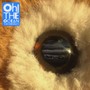 Oh The Ocean - The Wombats