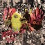 Warble Womb - Dead Meadow