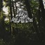 Old Growth - Dead Meadow