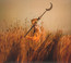 Crying The Neck - Patrick Wolf